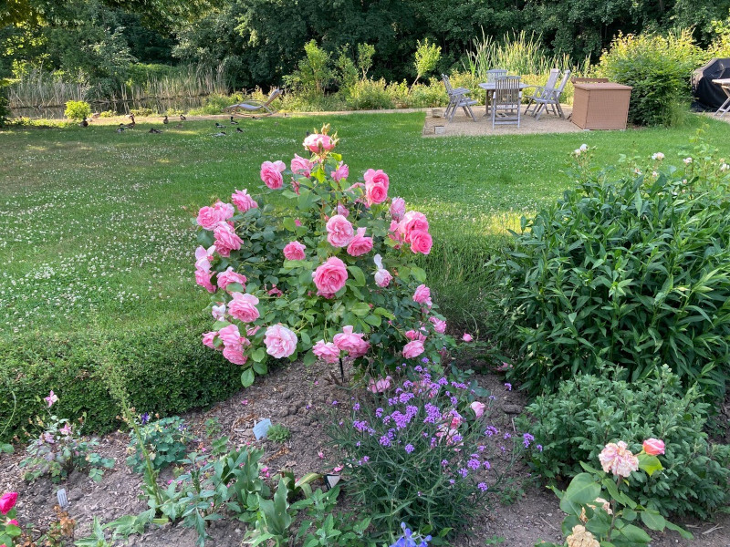 Jahressrückblick 2022: Blütenpracht im Schlossgarten