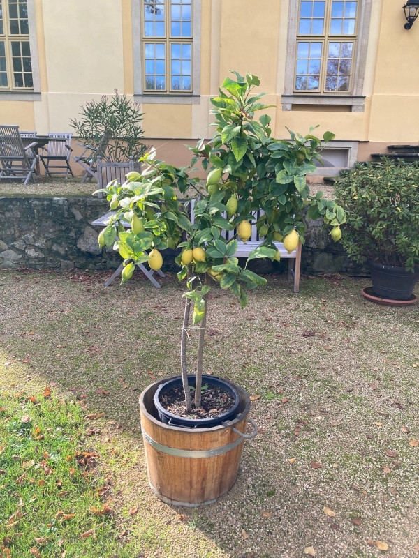 Jahressrückblick 2022: Schlossgarten im Herbstgewand